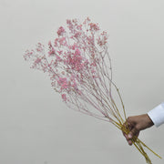 Dried Gypsophila - Flower Station Dubai