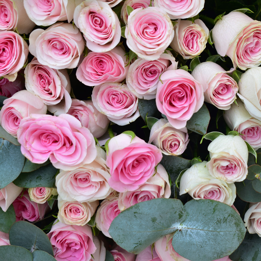 Pink Spray Roses | Little Princess | Flower Station