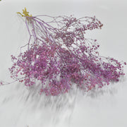 Dried Gypsophila - Flower Station Dubai