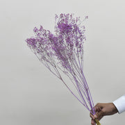 Dried Gypsophila - Flower Station Dubai