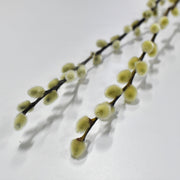 Pussy Willow - Flower Station Dubai