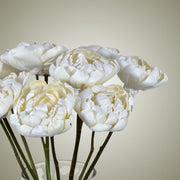 Sola Peonies in Vase