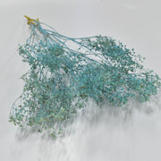 Dried Gypsophila - Flower Station Dubai