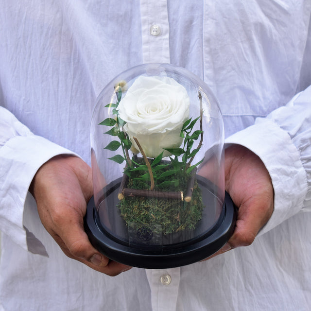 White Forever Rose in Dubai | Flower Station