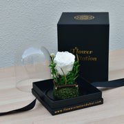 Sentiments - Forever Rose - Flower Station Dubai