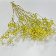 Dried Gypsophila - Flower Station Dubai