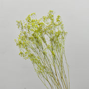 Dried Gypsophila - Flower Station Dubai