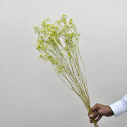 Dried Gypsophila - Flower Station Dubai