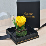 yellow forever rose dubai