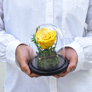 yellow forever rose dubai