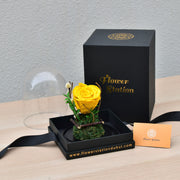 yellow forever rose dubai