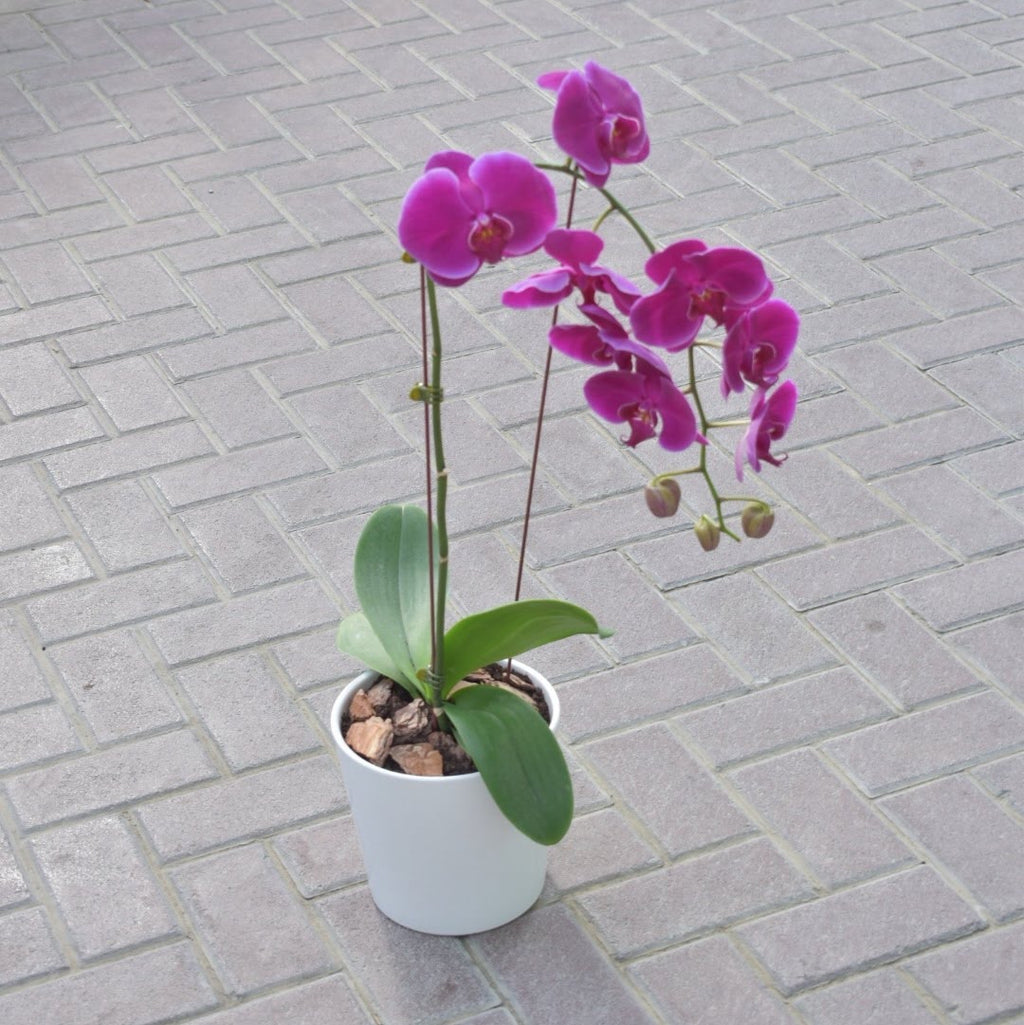 Orchid Purple - Plant - Flower Station Dubai
