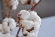 Dried Cotton - Flower Station Dubai