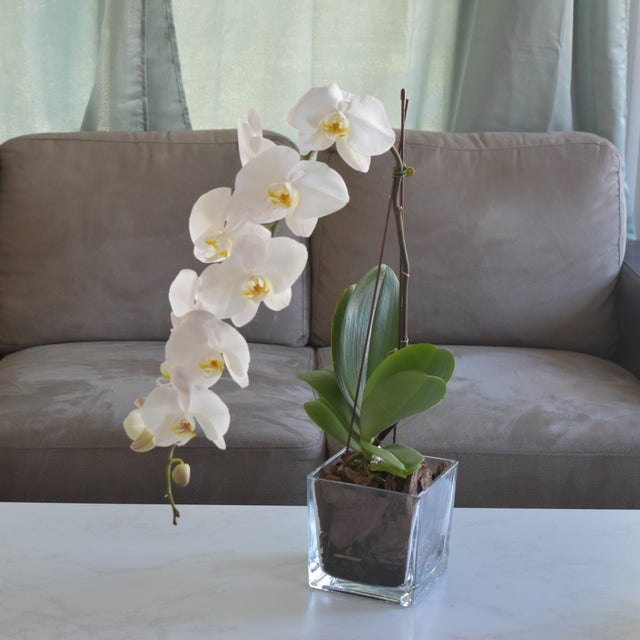 Phalaenopsis Orchid Plant - Flower Station Dubai