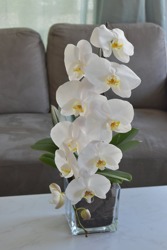 Phalaenopsis Orchid Plant - Flower Station Dubai