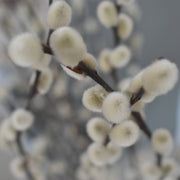 Pussy Willow - Flower Station Dubai