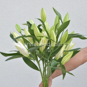 Lily - Monthly Subscription - Flower Station Dubai